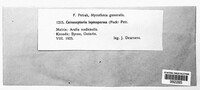 Pseudocercosporella leptosperma image